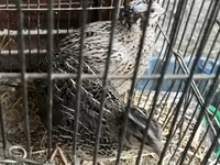 Quails — photo 1
