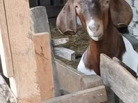 बकरा, Boer goat — फ़ोटो 6