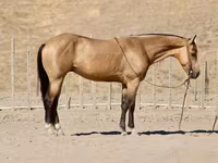 Pastuv, Quarter Horse — fotografija 7