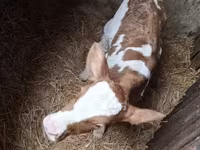 Cow, Simmental cattle — photo 1