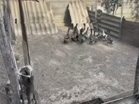 Ducks — fotografija 6
