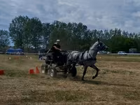 Cavalo, Lipizzaner — foto 3