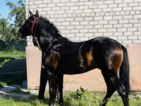Pastuv, Swedish warmblood horse — fotografija 2