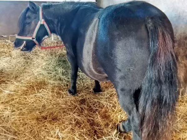 Égua, American shetland pony