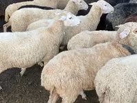 Ram, Sheep — photo 1