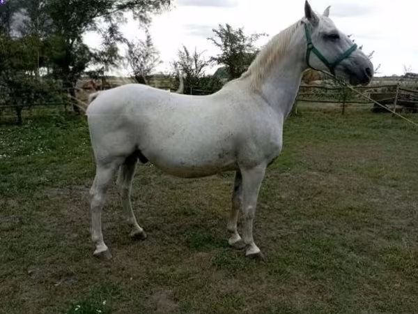 雄馬, Lipizzaner