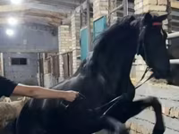 Pastuv, Russian warmblood — fotografija 2