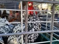 Chickens — Foto 3