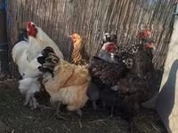 Chickens — zdjęcie 7