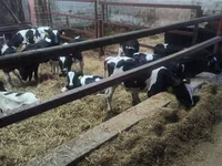 सांड, Russian Black pied cattle — फ़ोटो 3