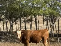 公牛, Limousin cow — 照片 1