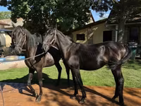 Cavalo, Nonius horse — foto 4