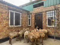 Qoʻchqor, Rhon sheep — 3-rasm