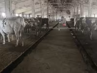 Vache, Race Holstein — photo 1