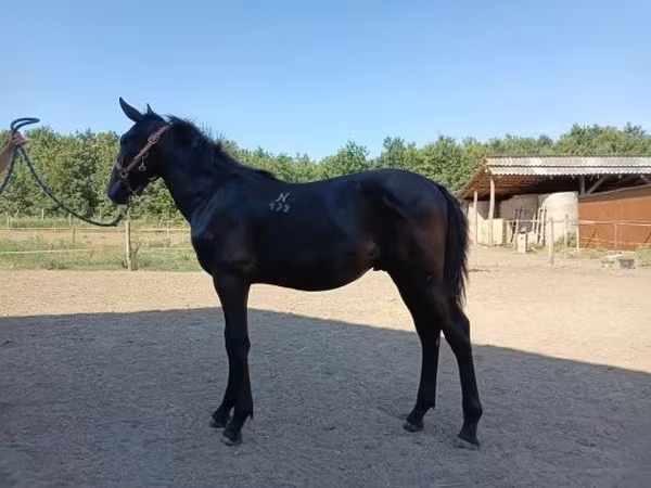 Aygʻir, Nonius horse — Vengriya