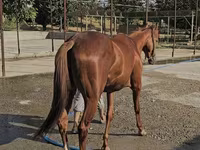 Kobyła, Thoroughbred horse — zdjęcie 4