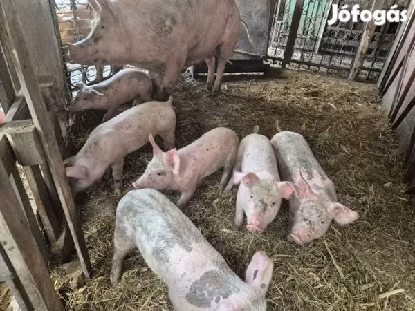 猪（批次，未指定性别）, Pigs