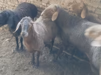 母羊, Sheep — 照片 5
