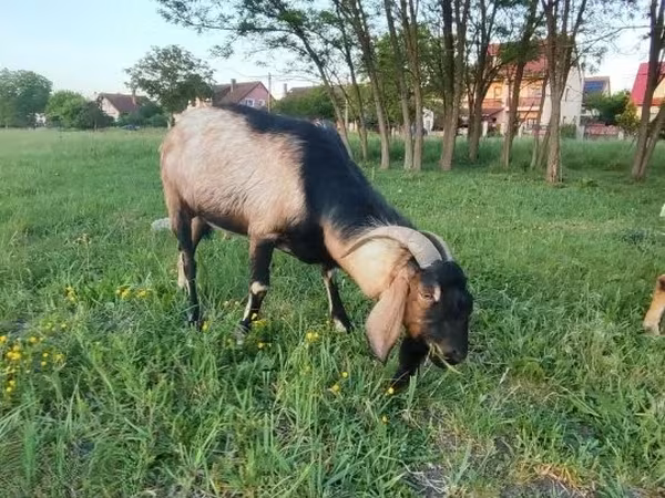 बकरा, Nubian Goat