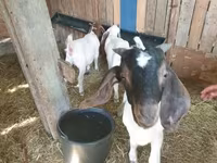 Теке, Boer goat — 2-сурет