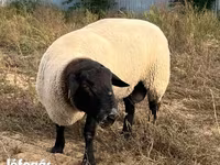 公羊, White Suffolk sheep — 照片 3