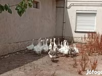 Geese — photo 5