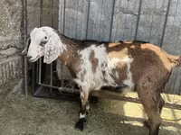 Cabra, Nubian Goat — foto 1
