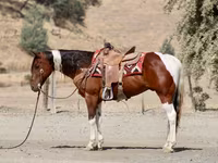 Horse (M), American paint horse — photo 7