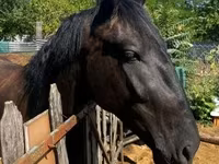 At, Nonius horse — foto 6