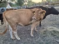 गाय, मवेशी — फ़ोटो 3