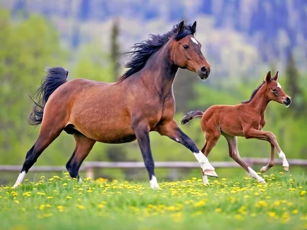 Pastuv, Horse breed