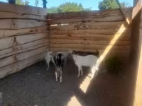 Cabro, Cabras — foto 7