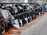 Bik, Russian Black pied cattle — fotografija 2