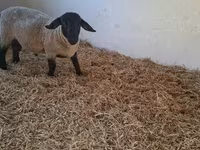 公羊, White Suffolk sheep — 照片 4