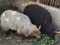 भेड़, Racka sheep — फ़ोटो 1