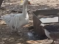 Geese — 照片 4