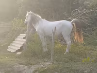 Pastuv, Azerbaijan horse — fotografija 4