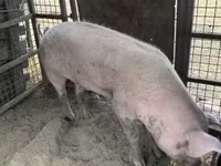 Eber, Schweine — Foto 4