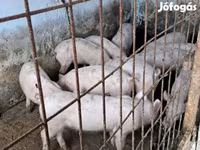 公猪, Pigs — 照片 3