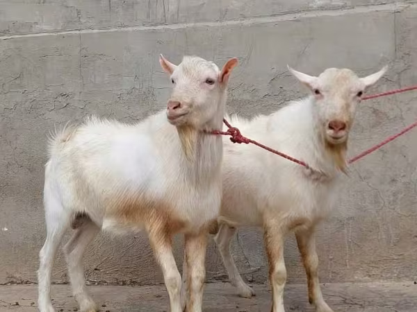 Koza, Saanen goat