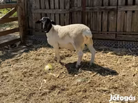 Widder, Dorper sheep — Foto 5