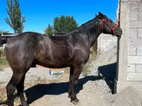 Pastuv, Karabair horse — fotografija 2