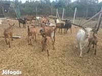 Billy Goat, Nubian Goat — photo 7