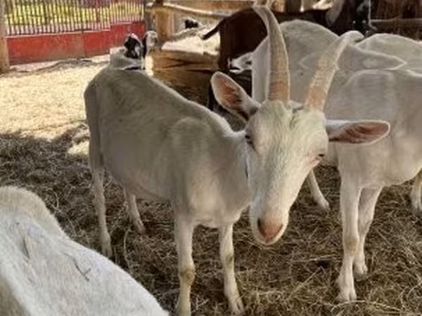 雄ヤギ, Saanen goat