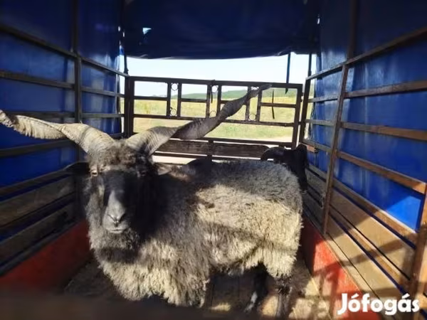 كبش, Racka sheep