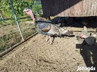 Turkeys — Foto 2