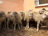 Widder, Ile-de-France sheep — Foto 1