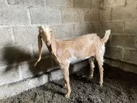 Cabra, Nubian Goat — foto 2