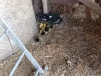 Ducks — الصورة 4