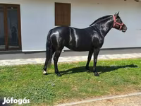 母马, Horses — 照片 1